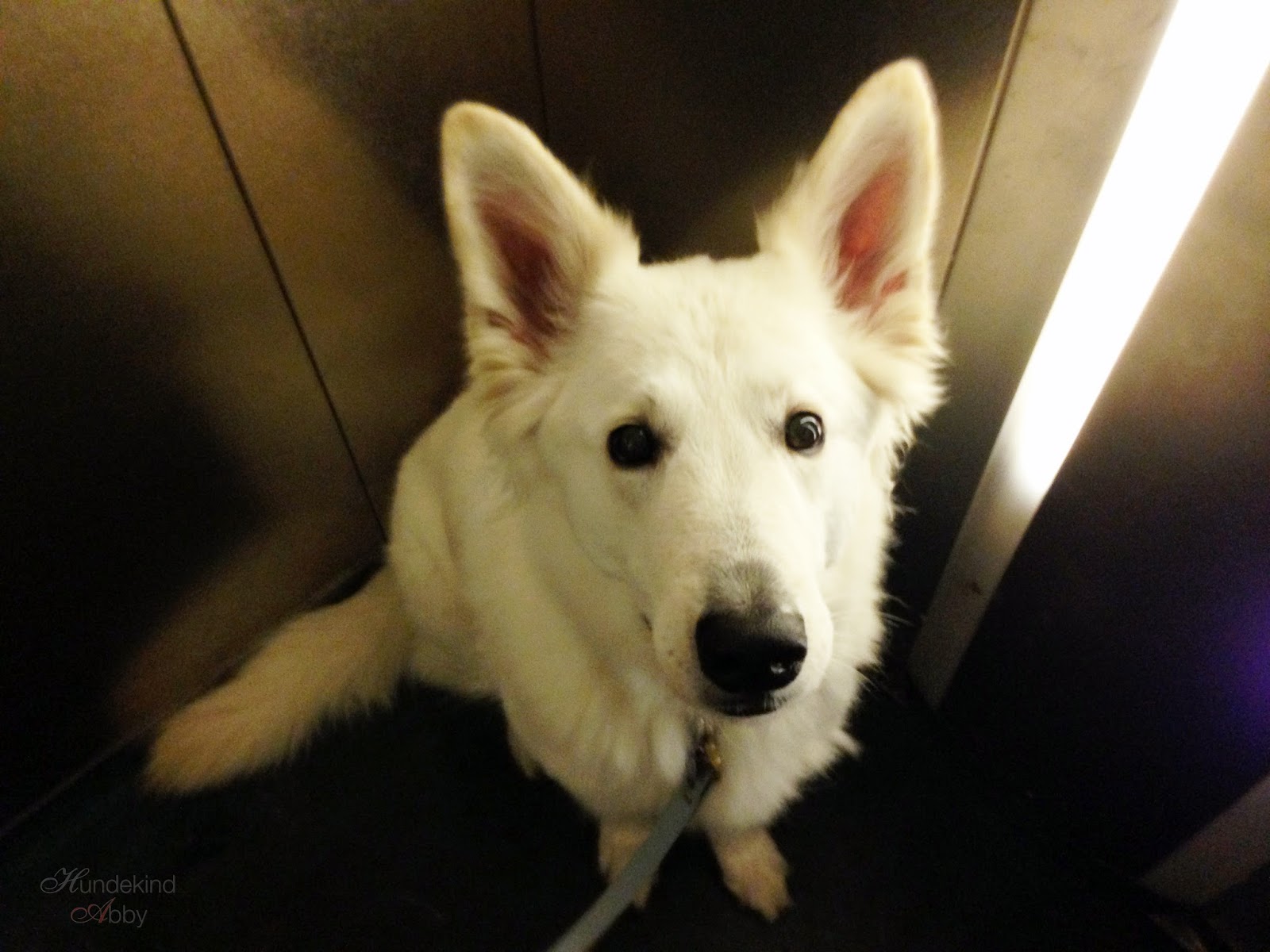 Die Schilddrüsenwerte unsere unendliche Geschichte Familie