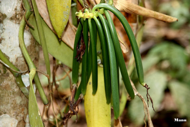 HORTA E FLORES: Cultura da Baunilha (Vanilla planifolia )