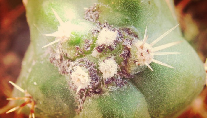 Enfermedades de cactus