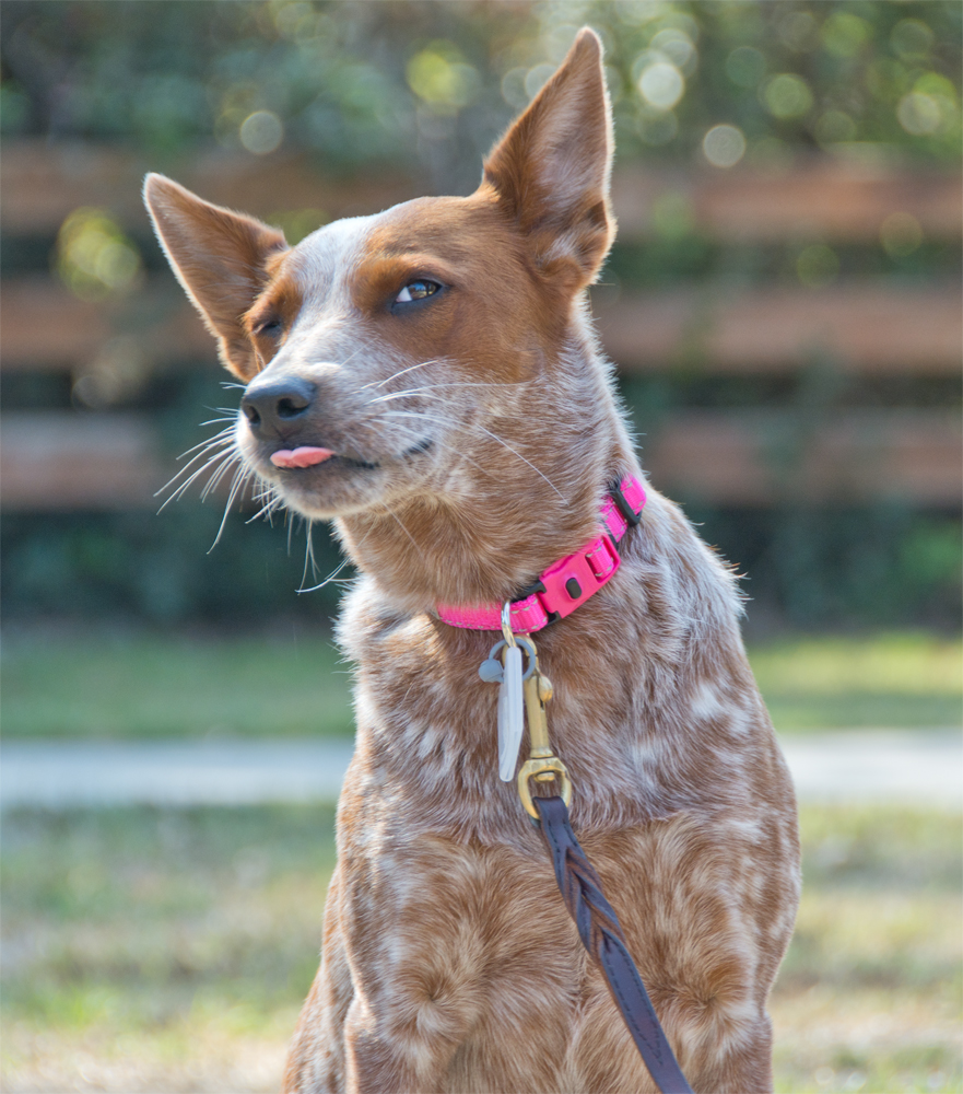 thunder collar for dogs