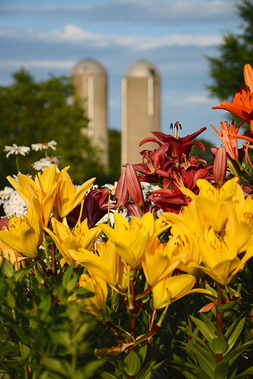 flowers; blooms | My Darling Days flowers; blooms | My Darling Days