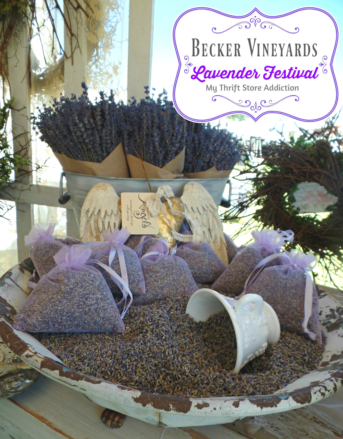 lavender festival