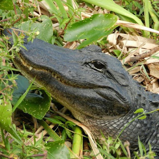 everglades airboat tours homestead everglades tour homestead