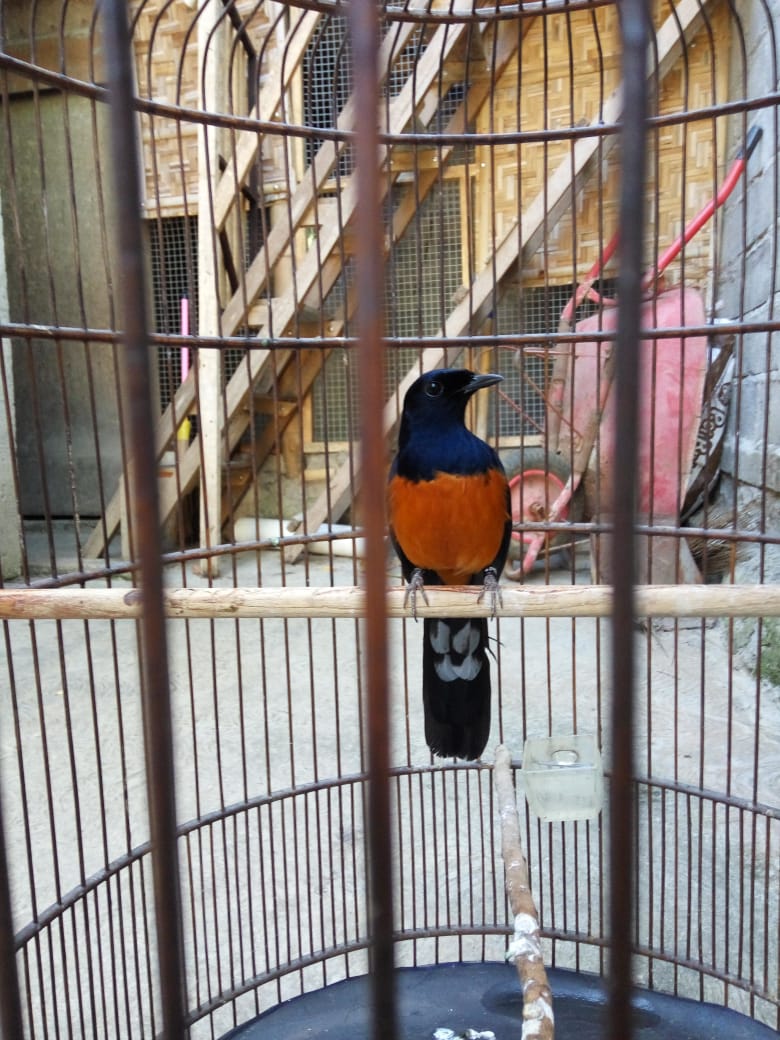Jual Burung Murai Batu Murah Jogja