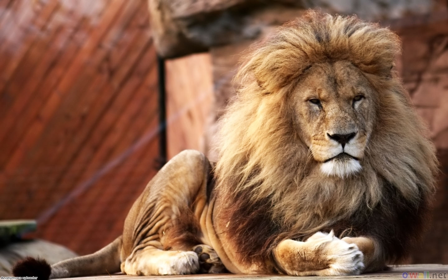 Big Lion Big Lion