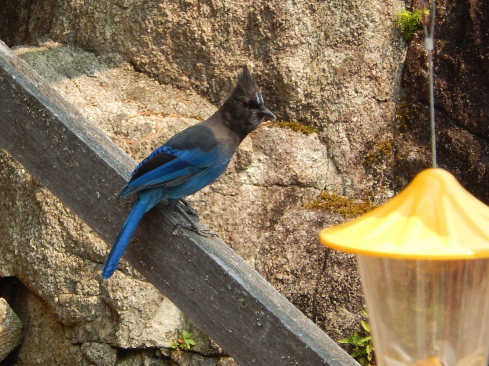Powell River Books Blog How To Make A Twirling Bottle Bird Feeder