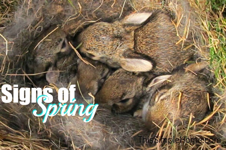 Cottontail bunnies in their nest.