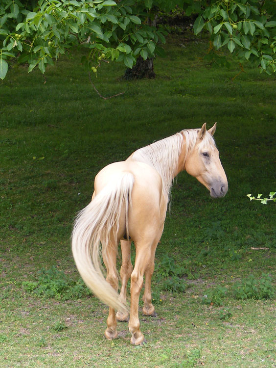 Days on the Claise Horses Eat Walnuts