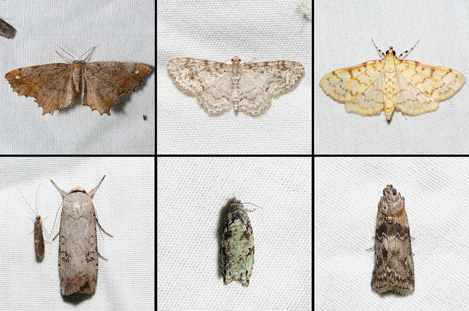 Ohio moths