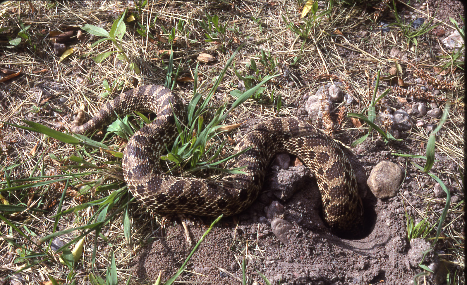 Why snakes Why snakes