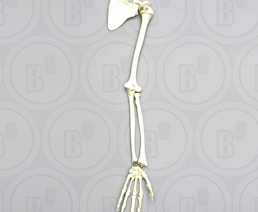 Arm - Human Arm Skeleton