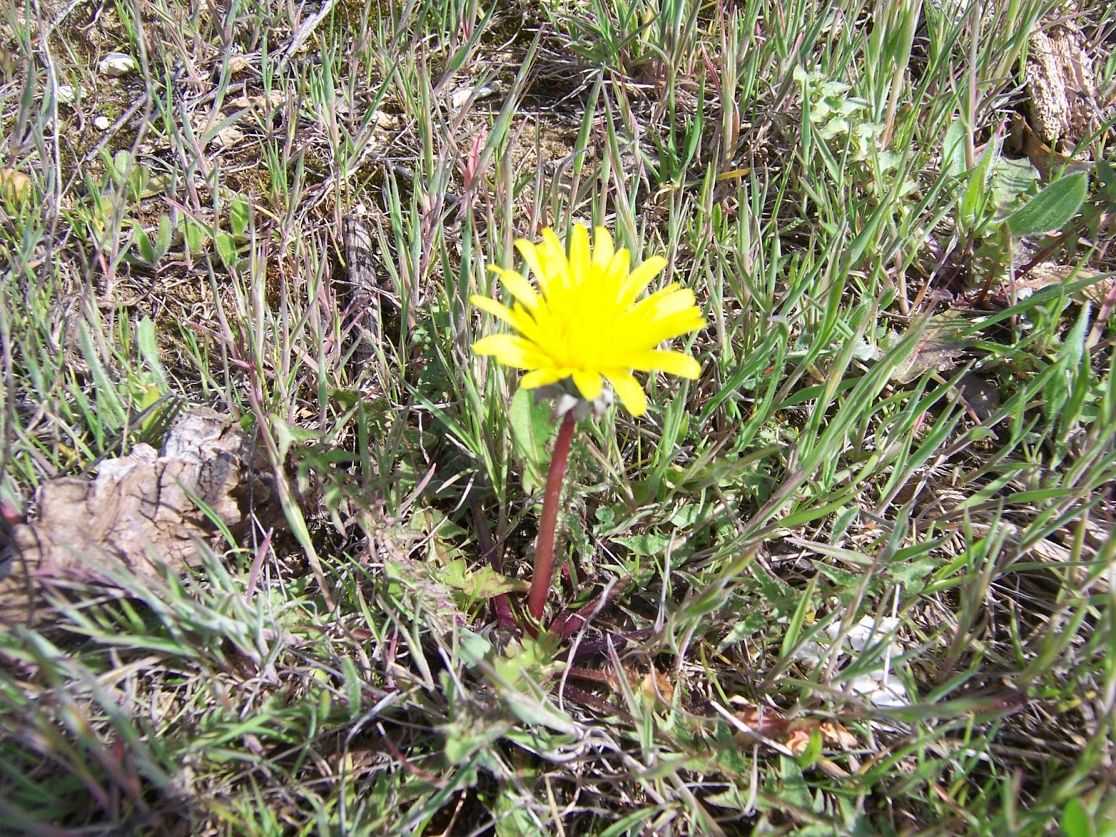 CASAS DE HARO: EL DIENTE DE LEÓN