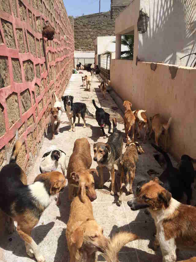 THE VIEW FROM FEZ Tangier Tackles Stray Dog Problem