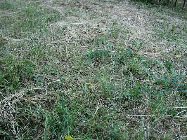 пожухлая трава