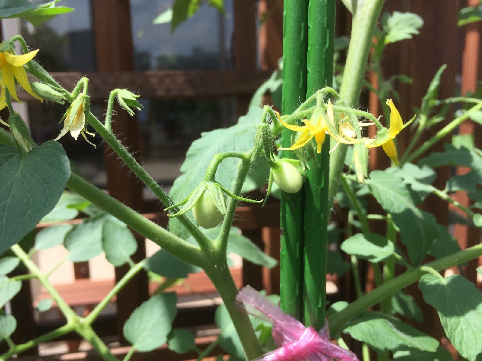 PetuniaLee™ Pollinating a Tomato Plant