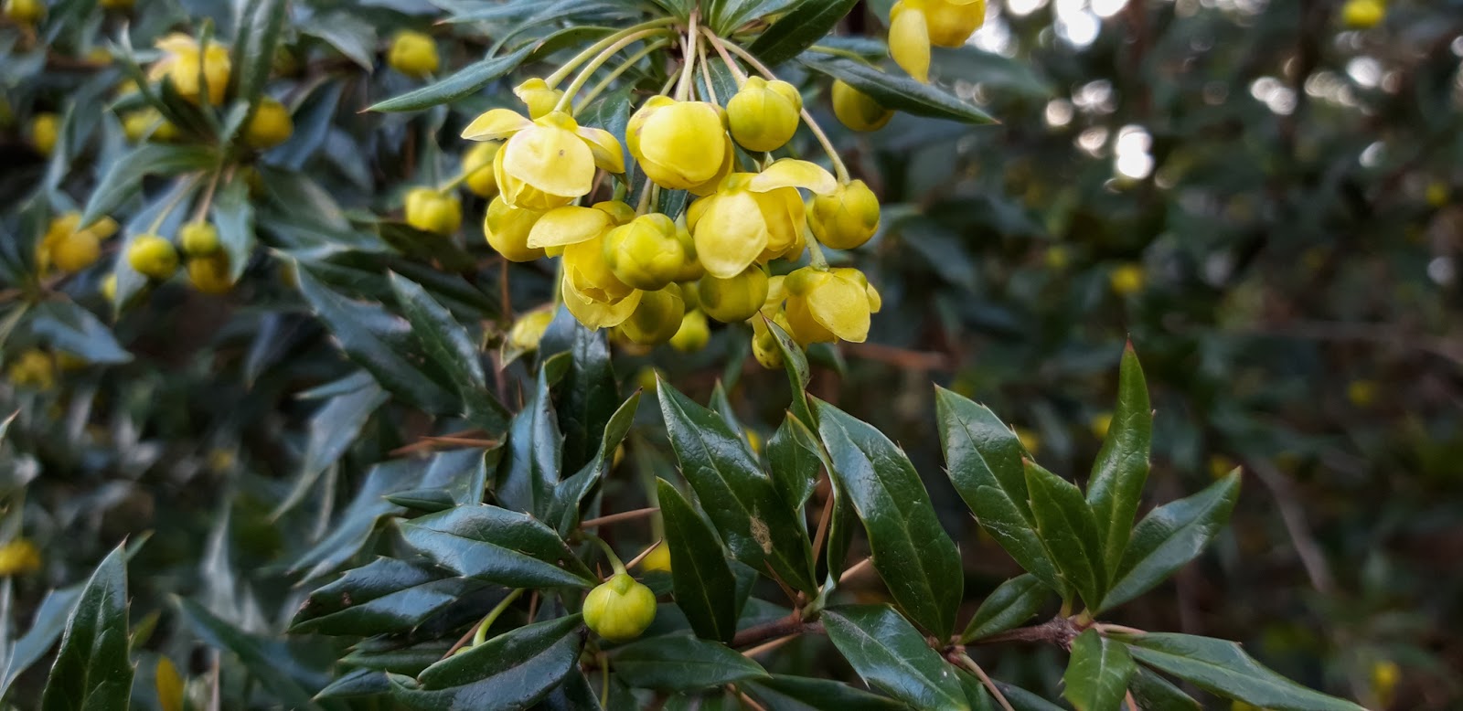 Pokloni Mi Cvet Berberis X Hybrido Gagnepainii