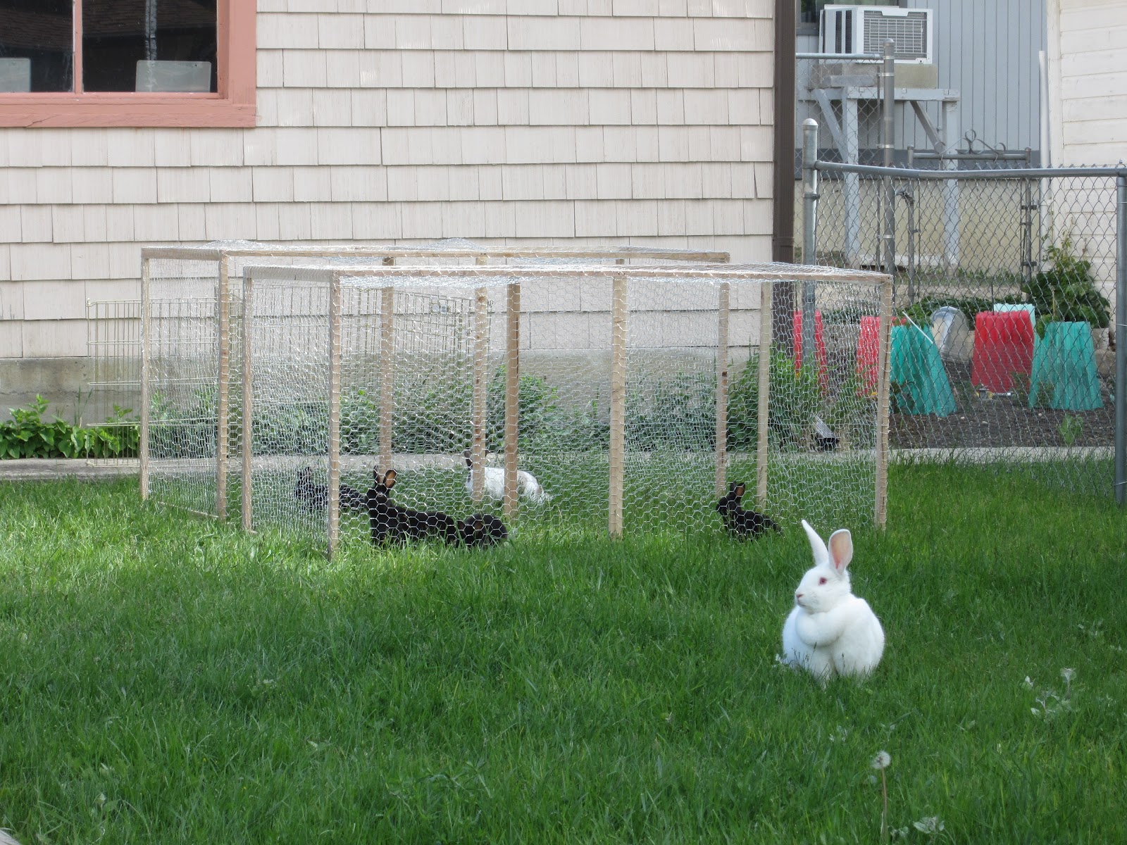 Whirling in the Wind Rabbit Exercise Pens
