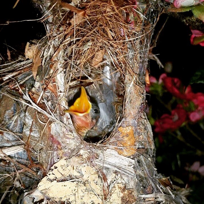 Capture life as I see it Sun Birds & Their Nest