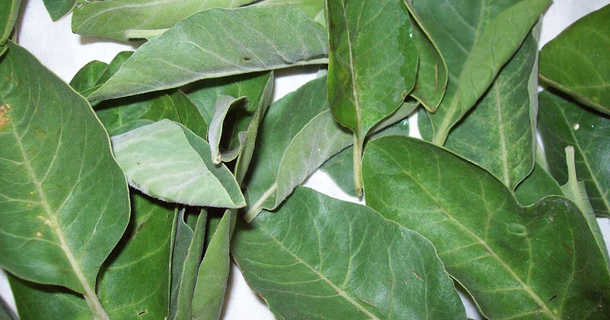 The Farmer the organic folks FARM FRESH ASHWAGANDHA LEAVES