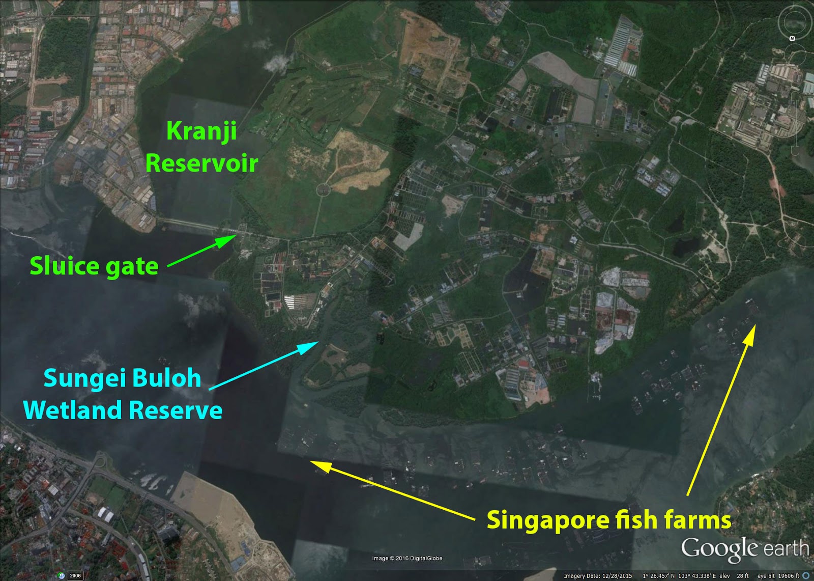 wild shores of singapore Massive bright green bloom at Kranji