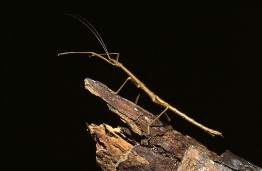 Serangga Batang (Stick Insect) Serangga Batang (Stick Insect)