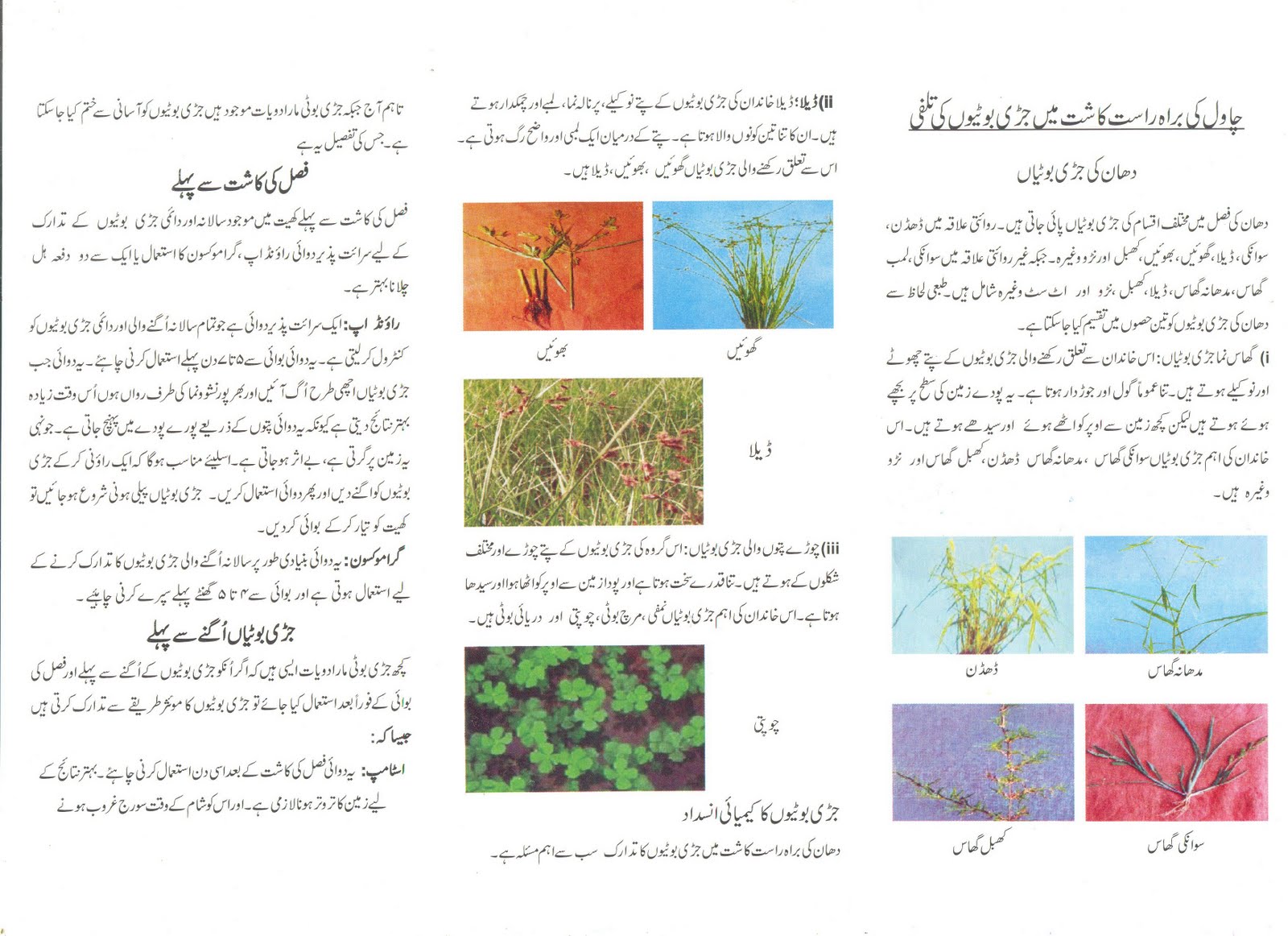 CSISA, PAKISTAN Weed Control in Direct Seeded rice (Urdu)