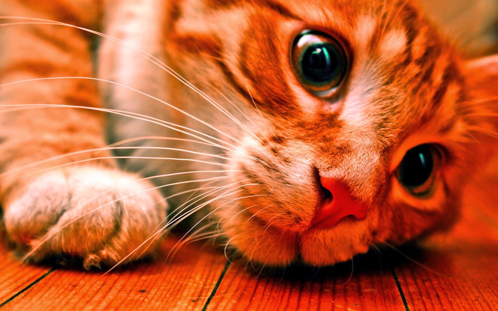 free download 100 full hd 2014 latest wallpapers free download