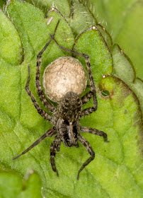 Wolf Spider, Pardosa species, carrying an egg-sac.  Jubilee Country Park, 18 July 2012.