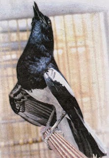 Gambar Cara Merawat Burung Kacer Poci