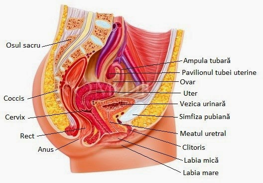 inserția penisului în vulvă ce dimensiuni poate avea un penis masculin
