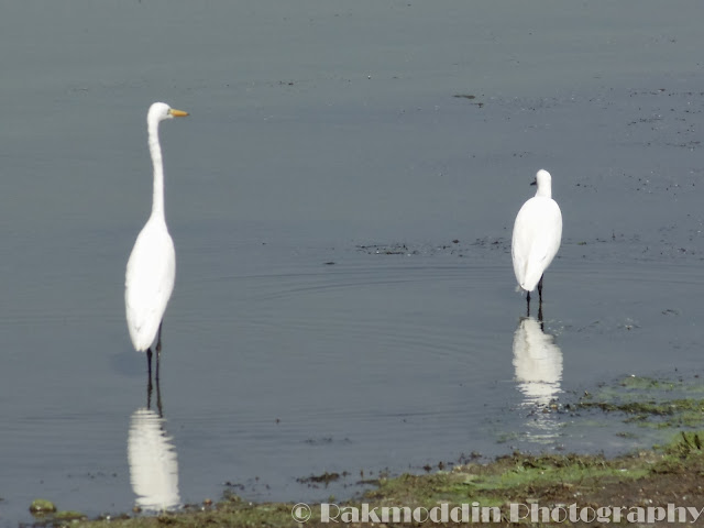 Migrated bird watching at Bhigwan kumbargaon - Simply amazing experience