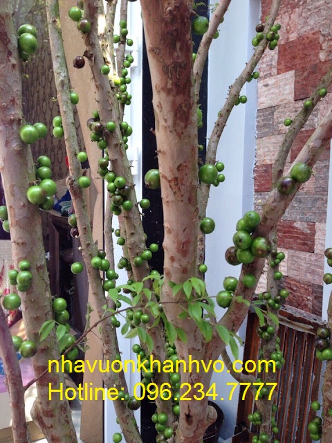 Giống nho thân gỗ độc lạ đang cho trái tại nhà vườn Khánh Võ - 1