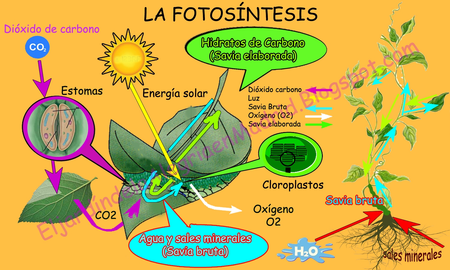 El jardín de la alegría : Mecanismos de adaptación de las plantas a