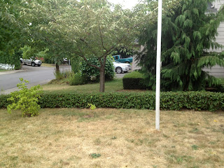 Two lilac bushes, one large & one small; row of short bushes behind them on the property line; flagpole in the foreground; lots of dead grass.