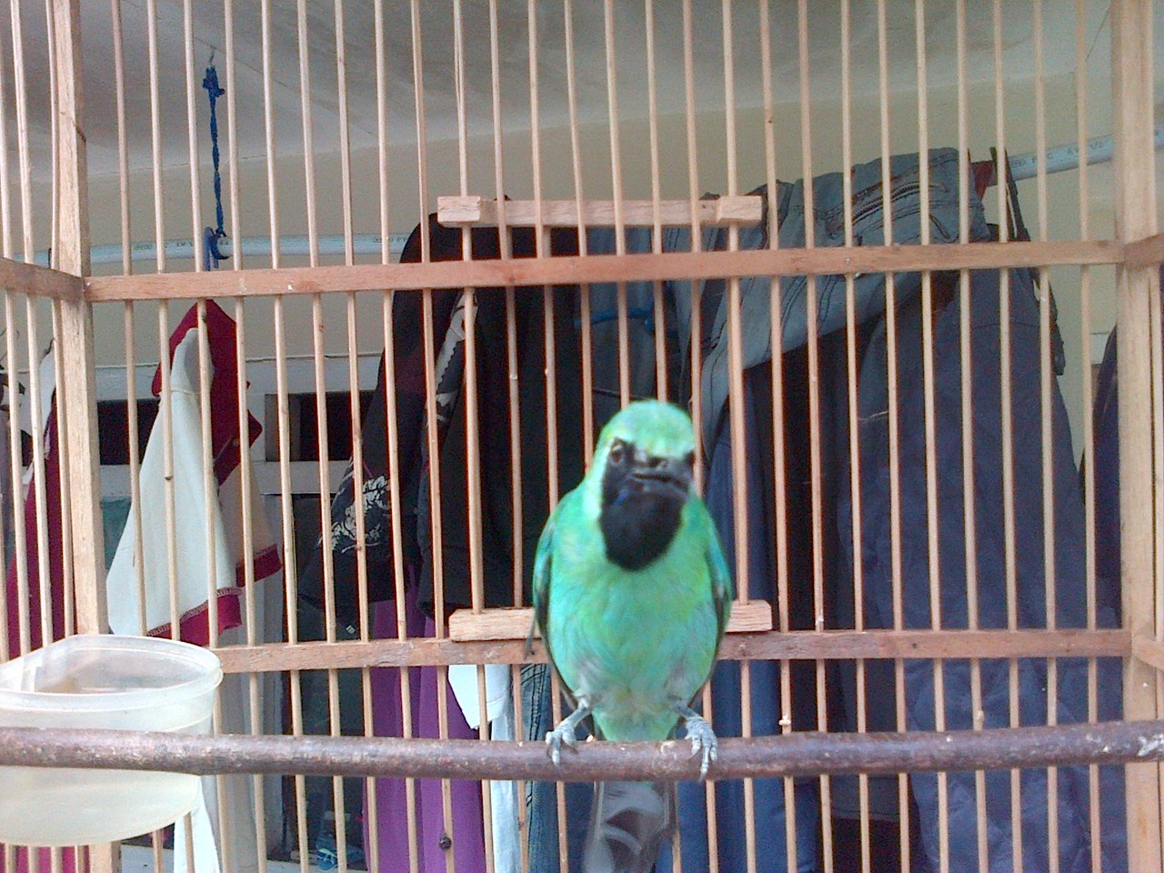 Harga Cucak Ijo Trotol Banyuwangi X Gojek