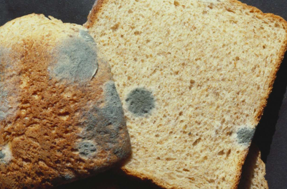 Хлеба кусок воды. Плесень на хлебе. Испорченный хлеб. Плесень на кусочке хлеба. Пигментные пятна на хлебе.