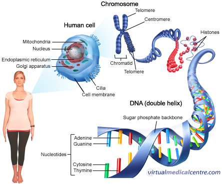 dna lixo o software