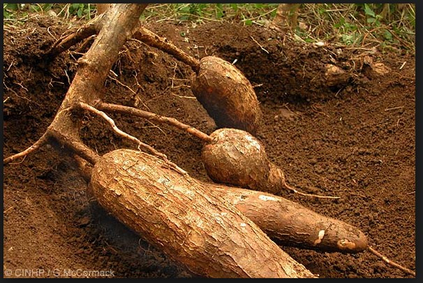 Pengertian dan Definisi Singkong Ubi Kayu Ketela Pohon | Dunia Tumbuhan