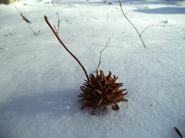 Sweetgum tree ball in the snow