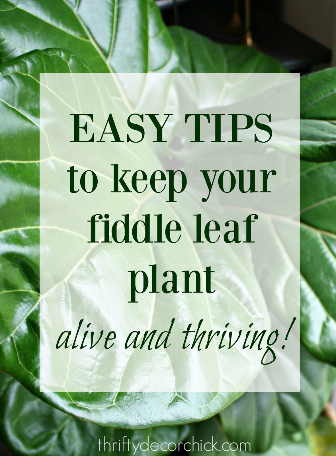 How to not kill your fiddle leaf plant from Thrifty Decor Chick