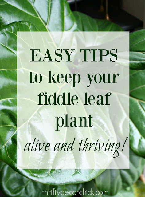 Easy tips for growing fiddle leaf plants