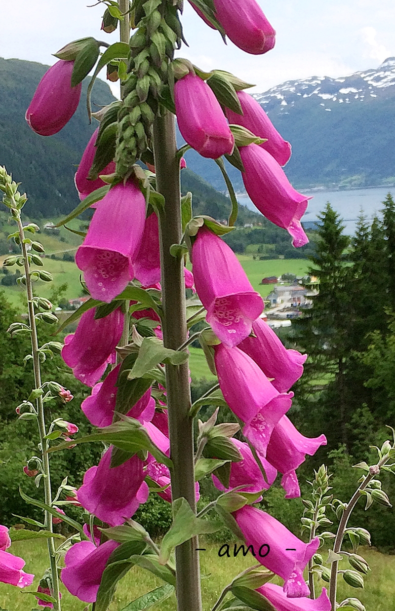 amo sin blogg Revebjelle