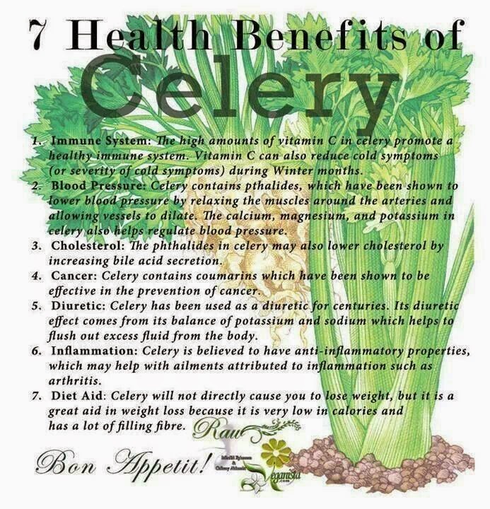 Frutee & Vegiee Seven Health Benefits of Celery