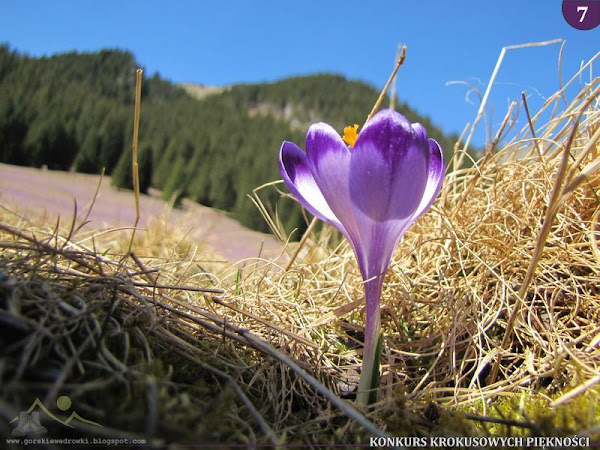 Szafran spiski (Crocus scepusiensis).