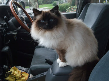 Our Birman Muffy - 8.2.96 to 27.5.16