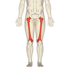 el hueso mas largo del cuerpo humano es el femur