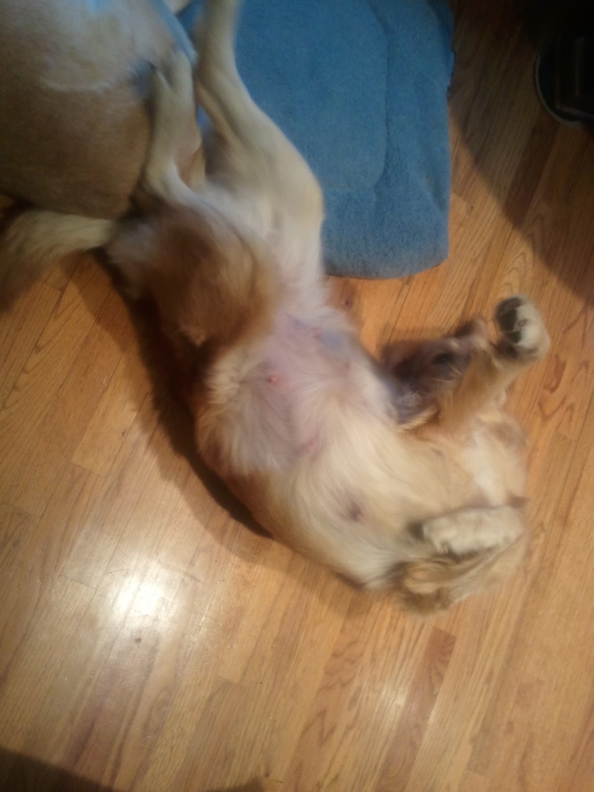 ECAD S WHELPING SERVICE DOG PUPPIES CAMERA visual data 2