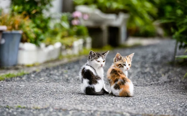 Twee jonge katjes op de weg