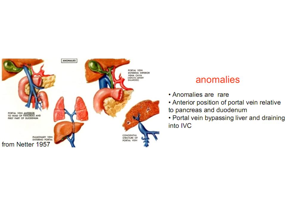 BÀI SOẠN VỀ SIÊU ÂM CHẨN ĐOÁN: Variations and Anomalies of Hepatic ...