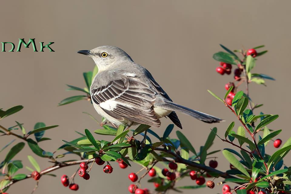хохлатый пересмешник. To kill a mockingbird cover. пересмешник птичка птичка. холм пересмешника. белобровый певчий пересмешник.